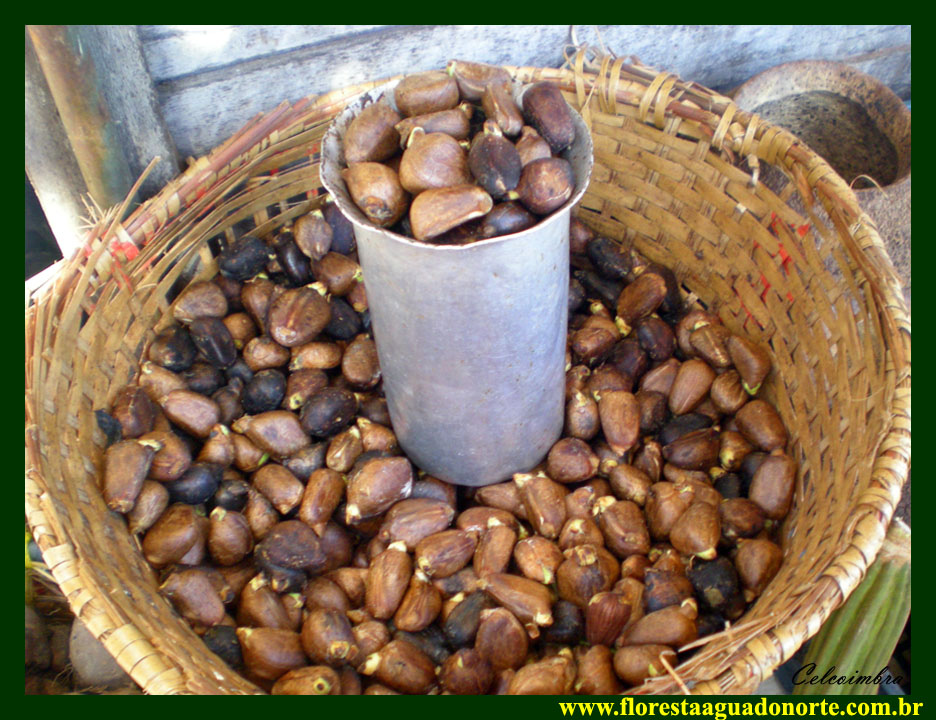 لسیتیس پایسونیس - معرفی درختان میوه